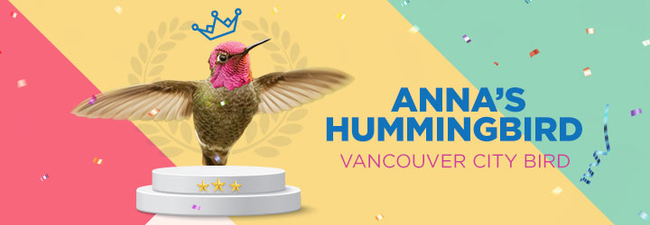 City of Vancouver's official City Bird, the Anna's Hummingbird. City of Vancouver's official City Bird, the Anna's Hummingbird.