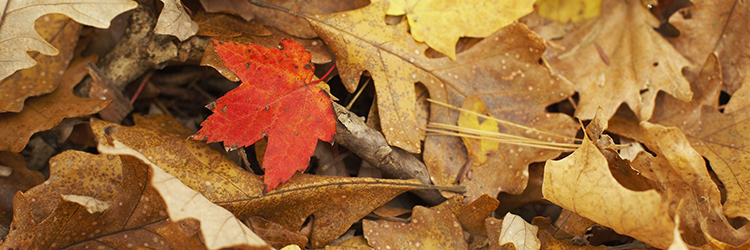 Autumn leaves Autumn leaves