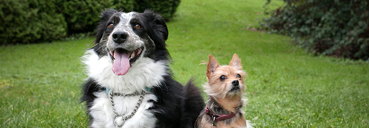 Pets in Vancouver BC | Two dogs on a grassy field Pets in Vancouver BC | Two dogs on a grassy field