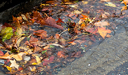 Leaves causing flooding on the street Leaves causing flooding on the street