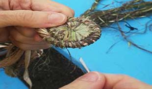 A person weaving plants A person weaving plants
