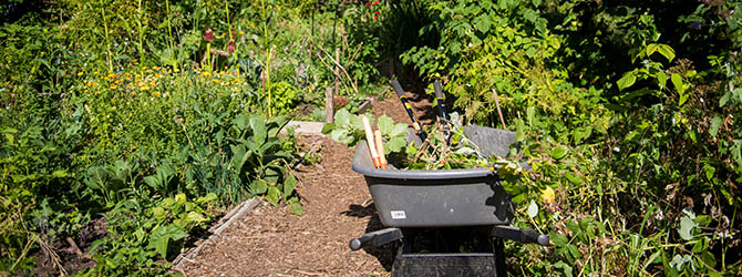 Photo of a community garden Photo of a community garden