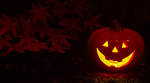 Jack-o'-lantern pumpkin in fall leaves  Jack-o'-lantern pumpkin in fall leaves