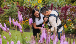 A woman and a man wearing a baby amongst purple and pink flowers at VanDusen Gardens A woman and a man wearing a baby amongst purple and pink flowers at VanDusen Gardens